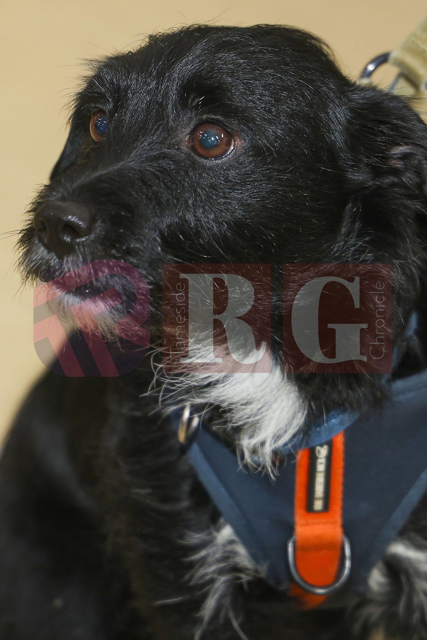 CRIMEWATCHERS DOG SHOW ST MARTINS CHURCH DROYLSDEN (86).JPG