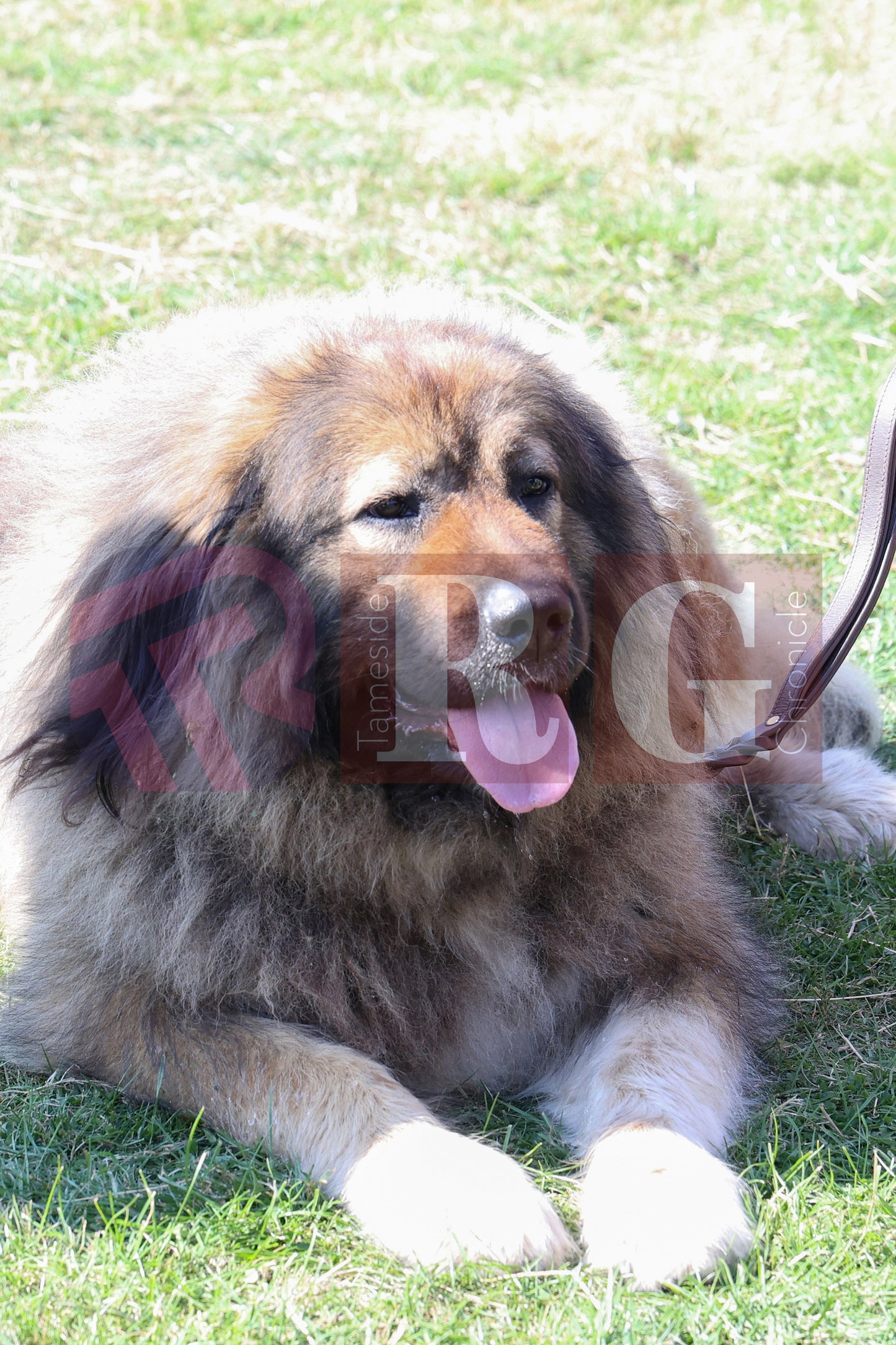 MOTTRAM SHOW 2025 (161).JPG