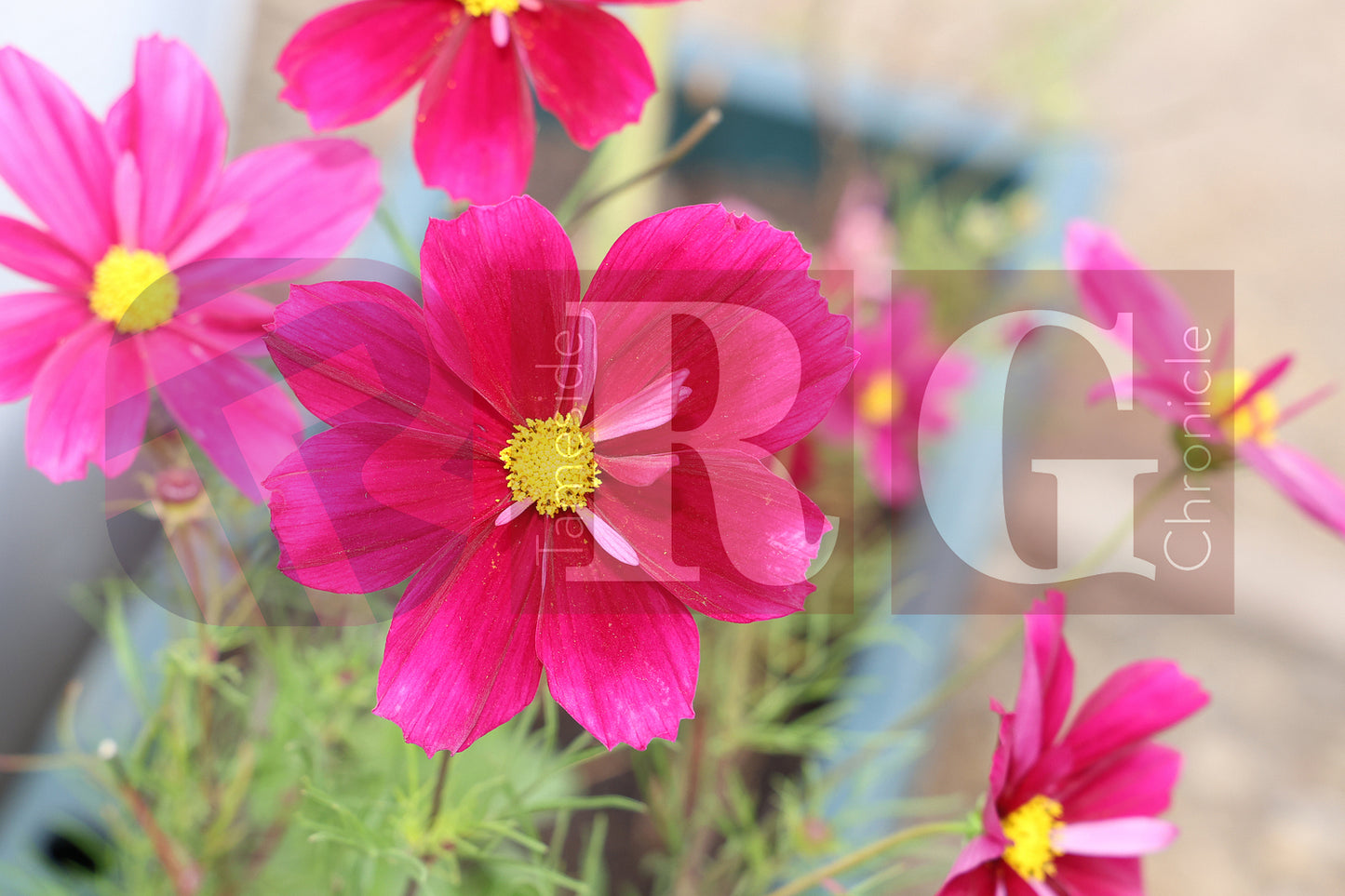 WATERLOO PARK BRITAIN IN BLOOM 2025 (33).JPG