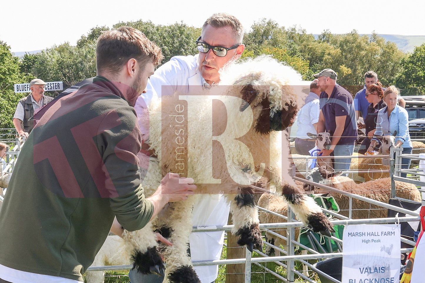 MOTTRAM SHOW 2025 (43).JPG