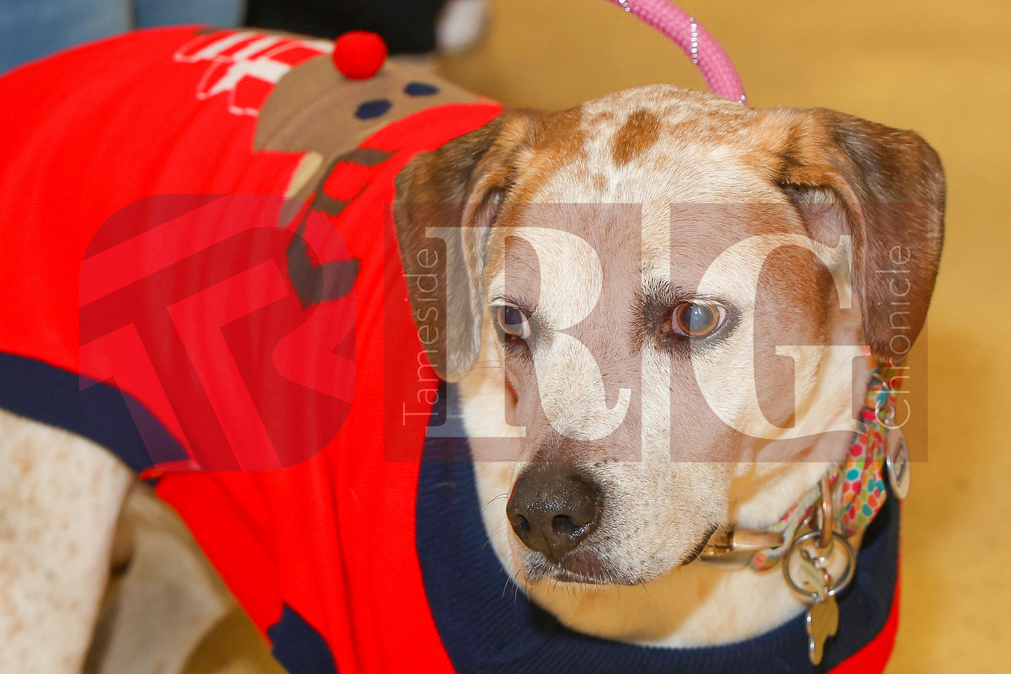 DOG TRUST DENTON XMAS (51).JPG