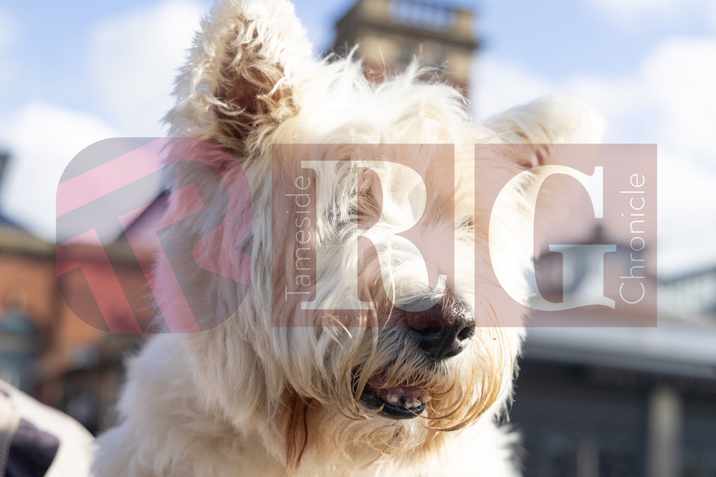 HALLOWEEN CLASSIC CAR SHOW 2024 (29).jpg