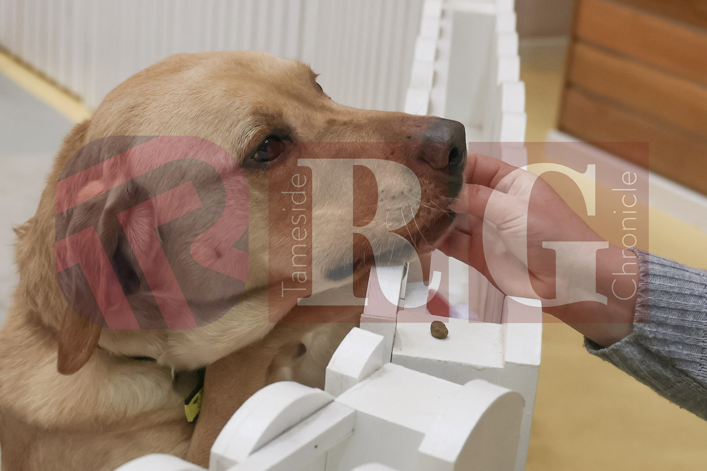 DOG TRUST DENTON JUMPER EVENT (11).JPG