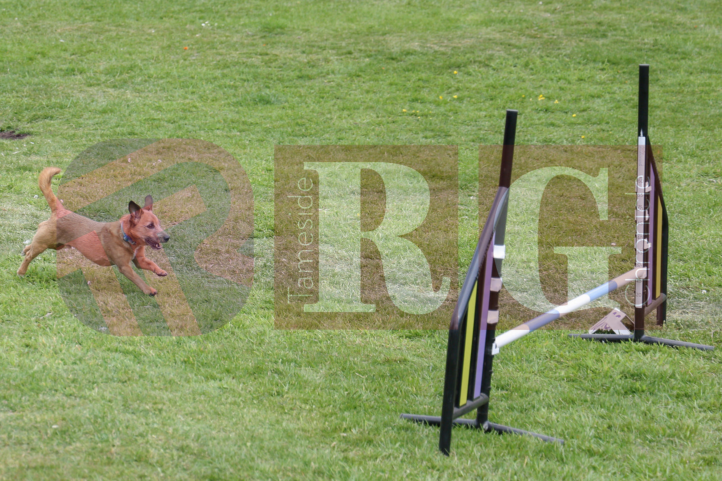 STALYBRIDGE SPRING SHOW (78).JPG