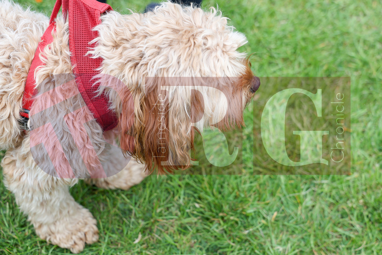 STALYBRIDGE SPRING SHOW (97).JPG