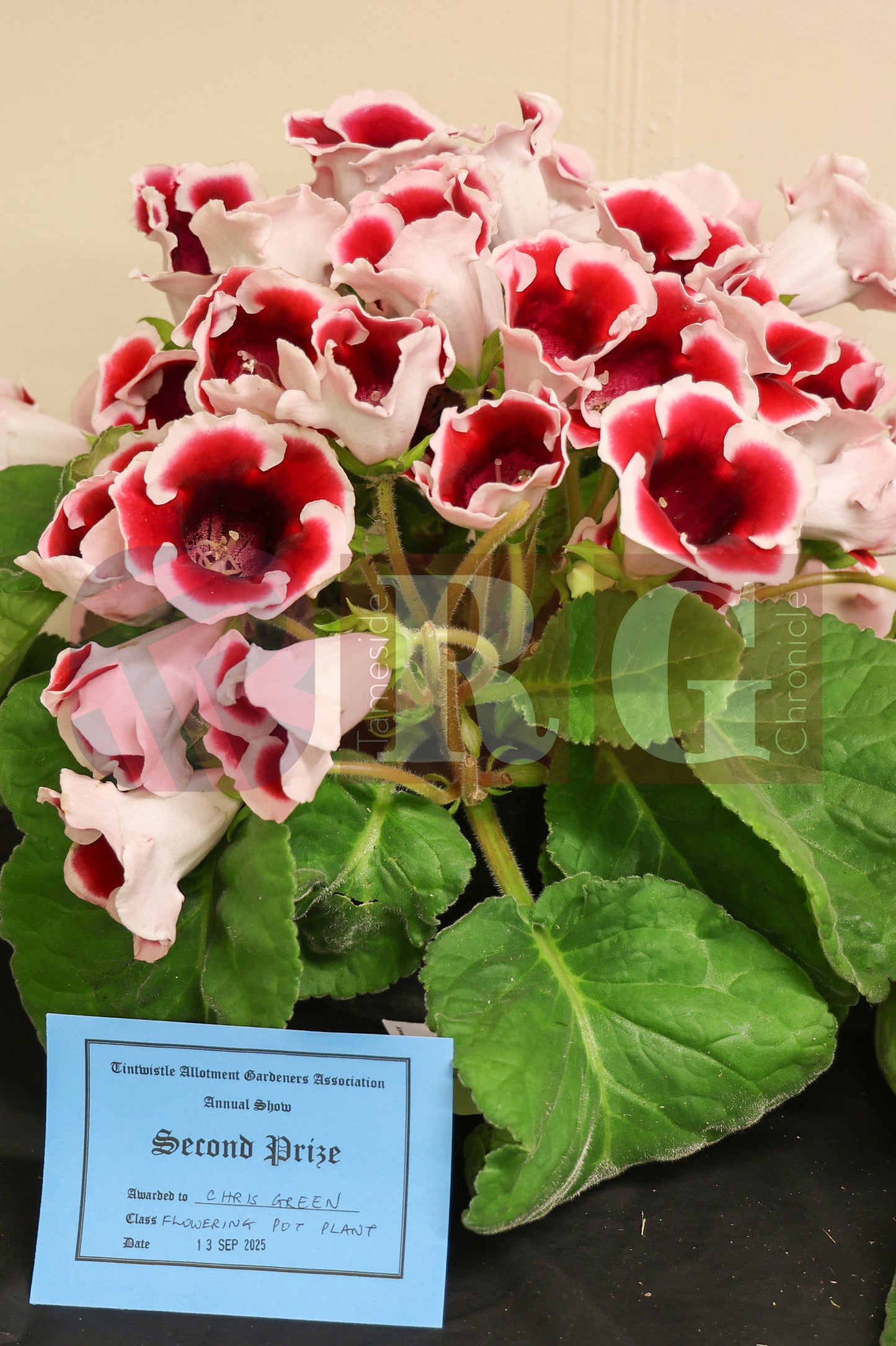 TINTWISTLE GARDENERS SHOW (14).JPG