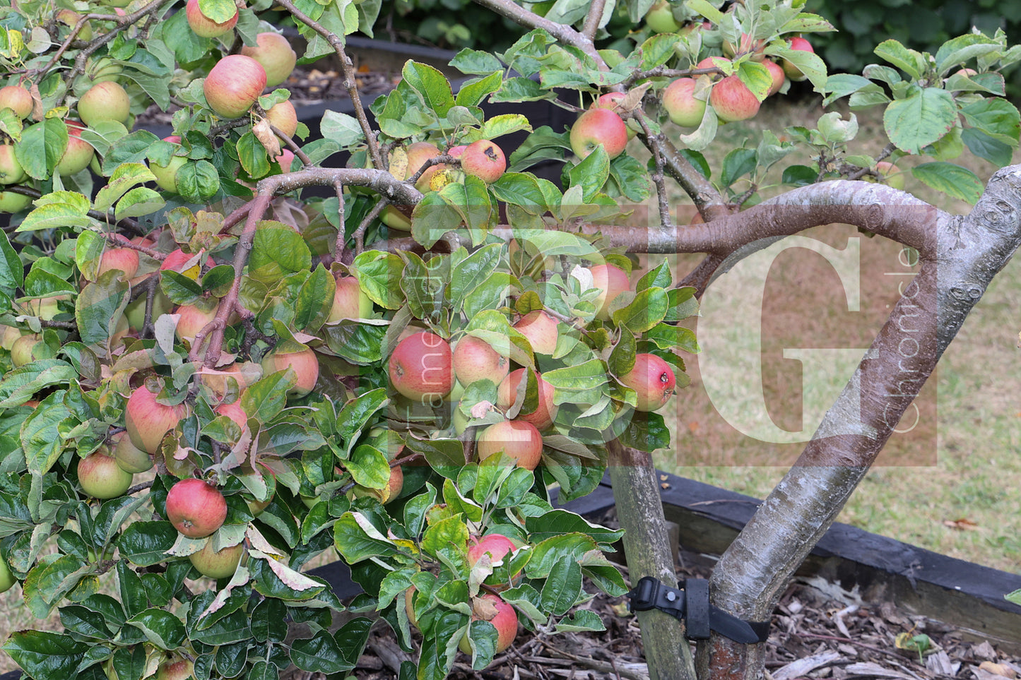 WATERLOO PARK BRITAIN IN BLOOM 2025 (47).JPG