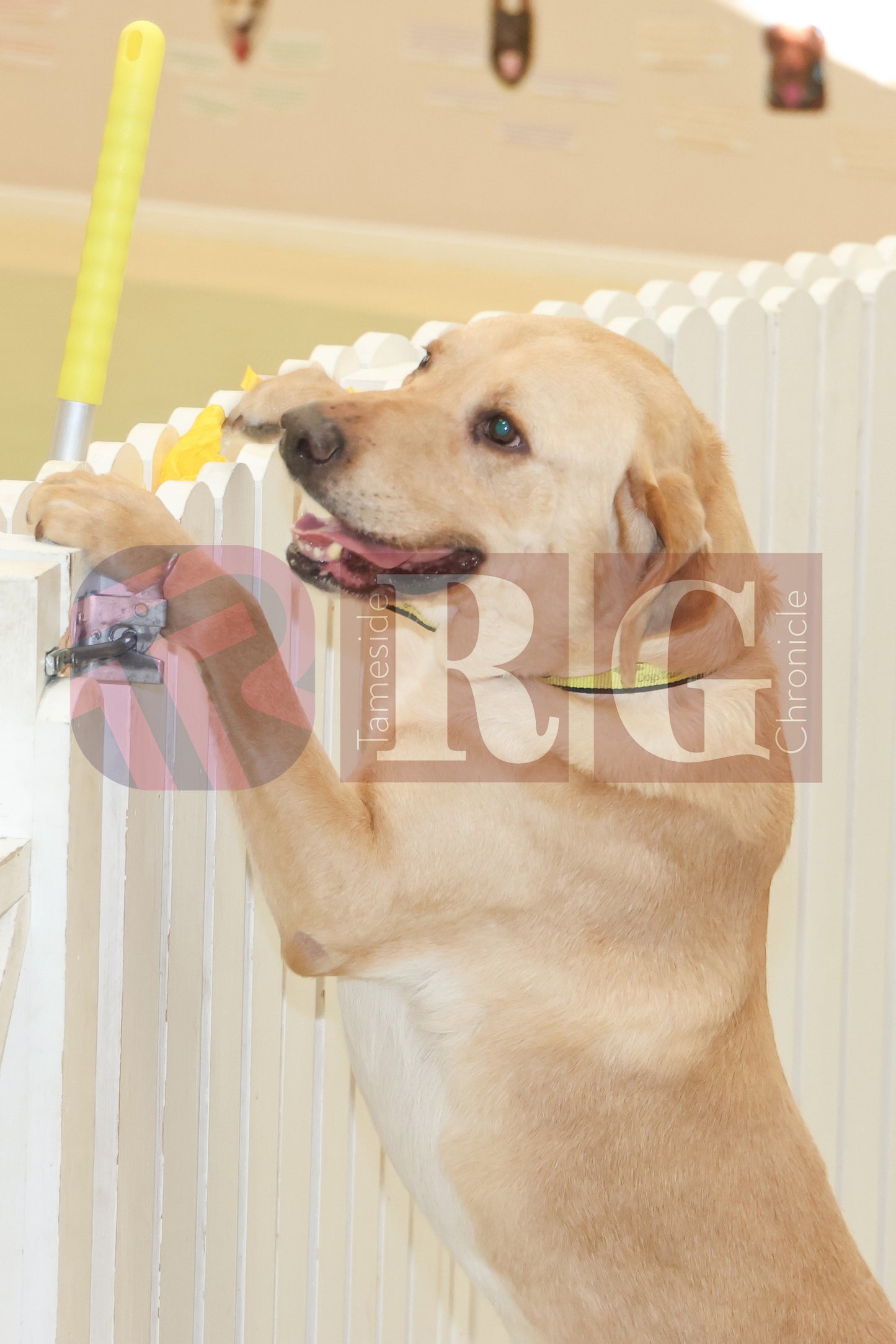 DOG TRUST DENTON JUMPER EVENT (14).JPG