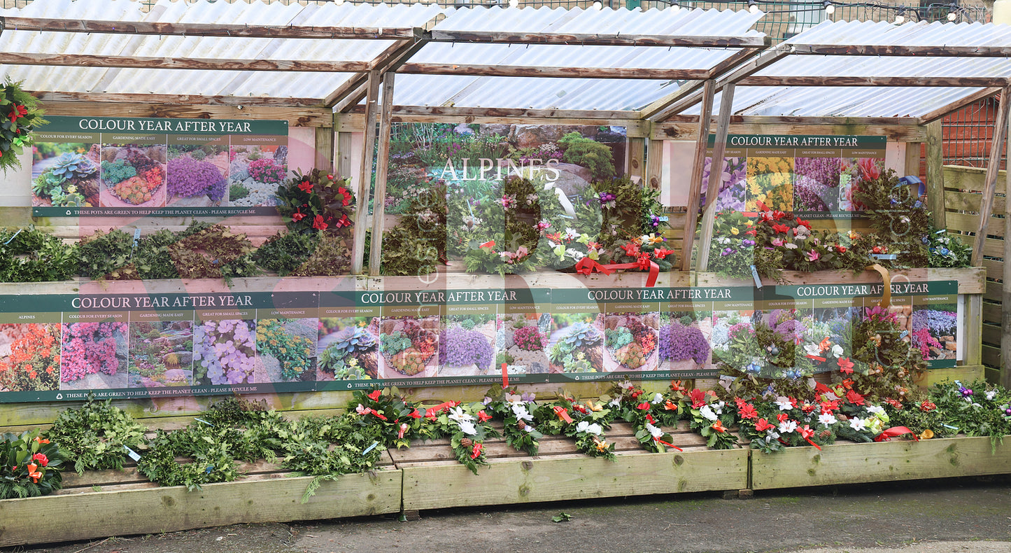 GLOSSOP SHOP XMAS WINDOWS 2024 (14).JPG