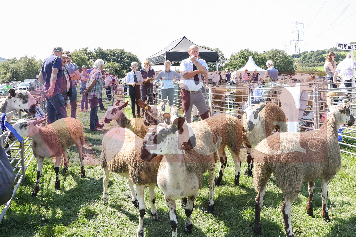 MOTTRAM SHOW 2025 (47).JPG
