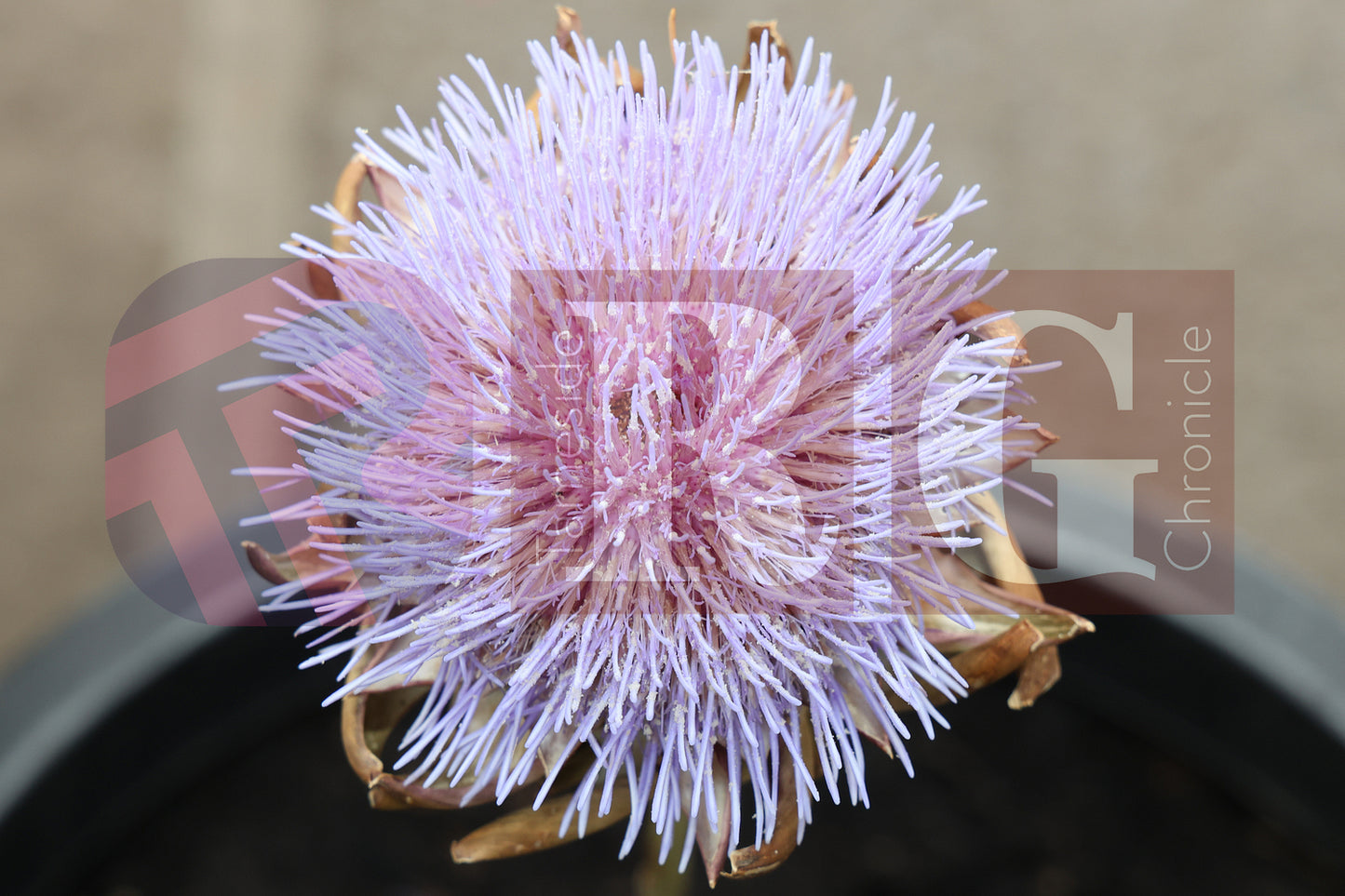 WATERLOO PARK BRITAIN IN BLOOM 2025 (32).JPG