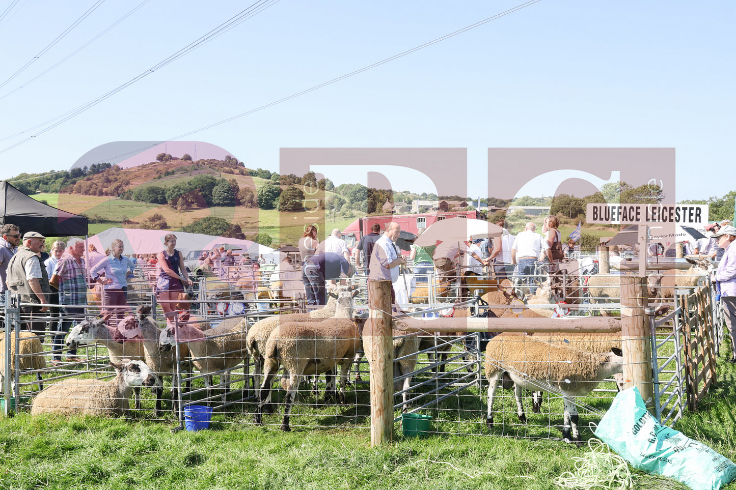 MOTTRAM SHOW 2025 (48).JPG
