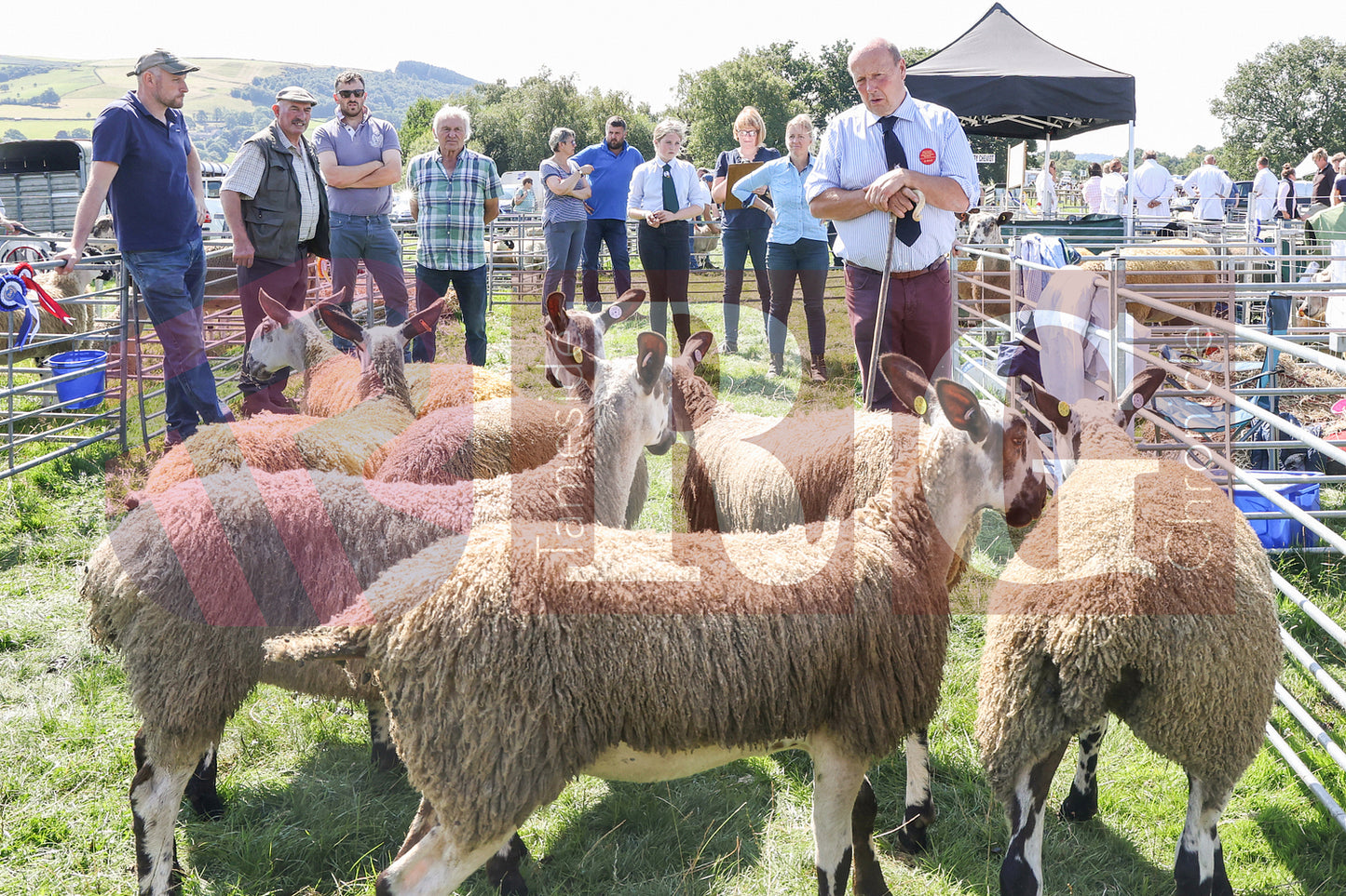 MOTTRAM SHOW 2025 (46).JPG