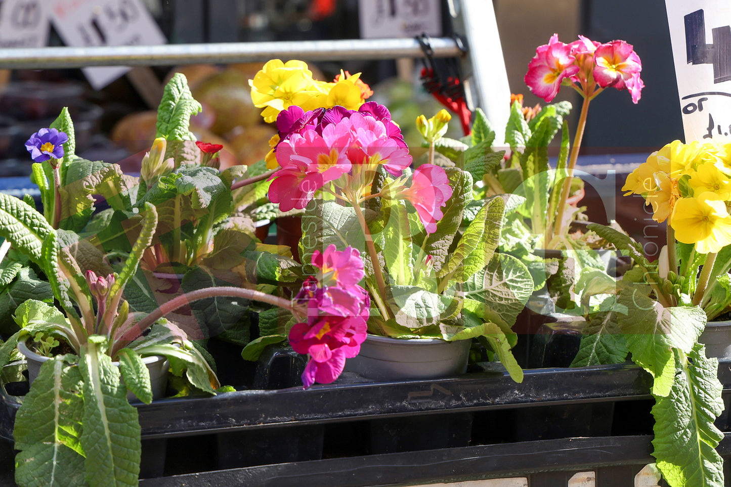 FLETCHER ST MARKET CELEBRATION (45).JPG