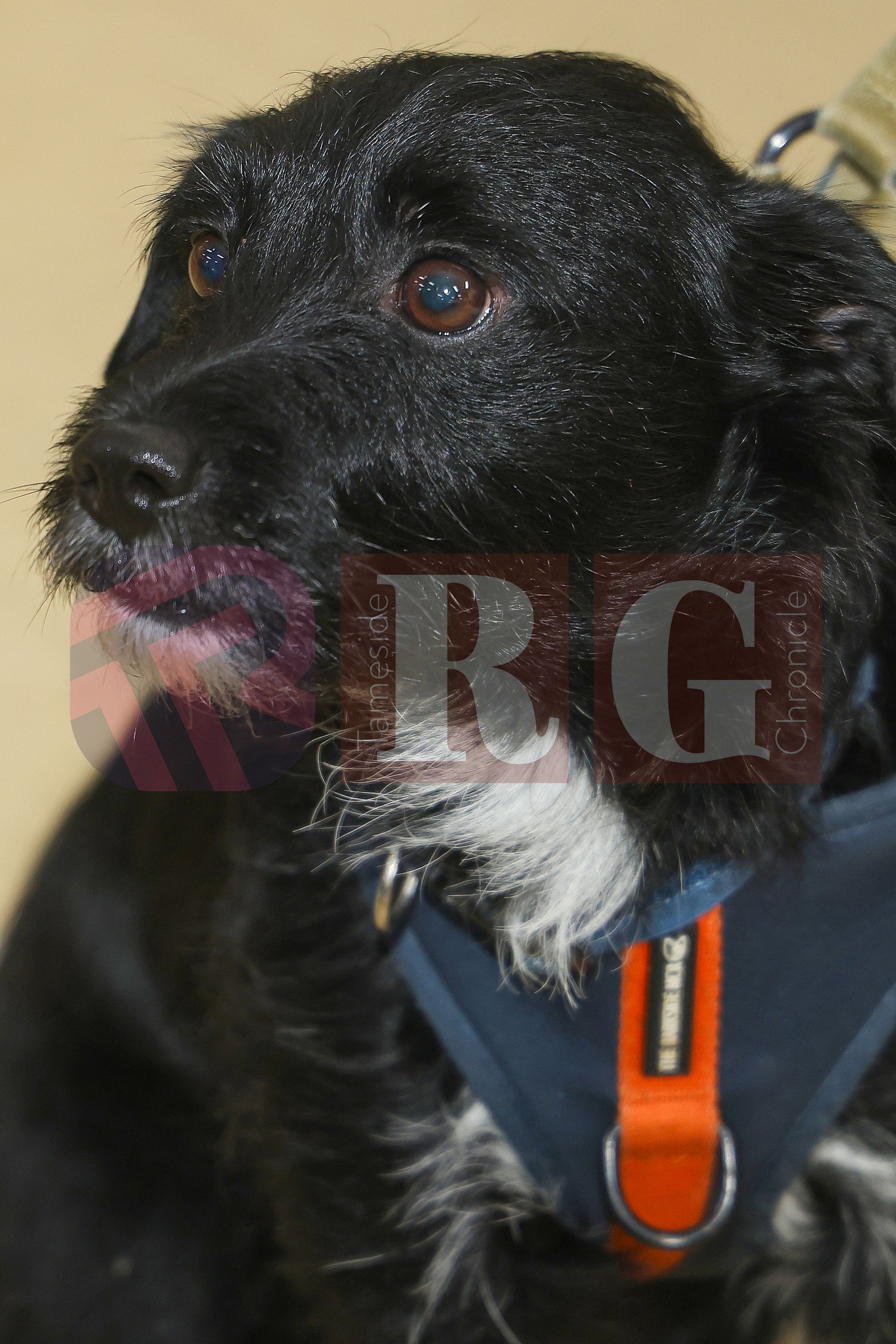 CRIMEWATCHERS DOG SHOW ST MARTINS CHURCH DROYLSDEN  (86).JPG