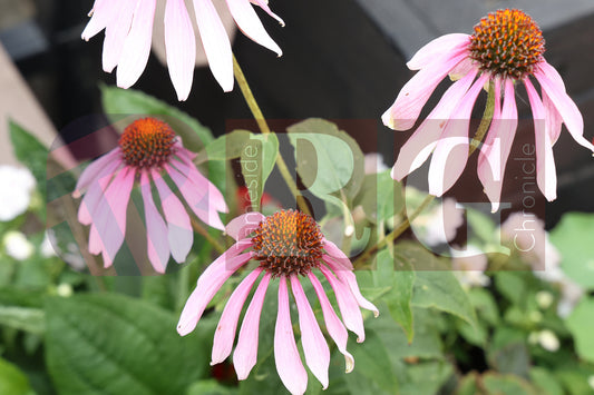 WATERLOO PARK BRITAIN IN BLOOM 2025 (36).JPG