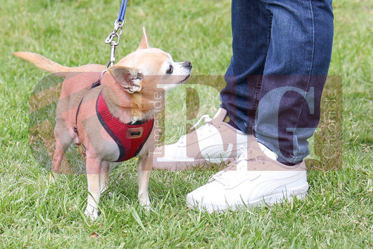 STALYBRIDGE SPRING SHOW (99).JPG