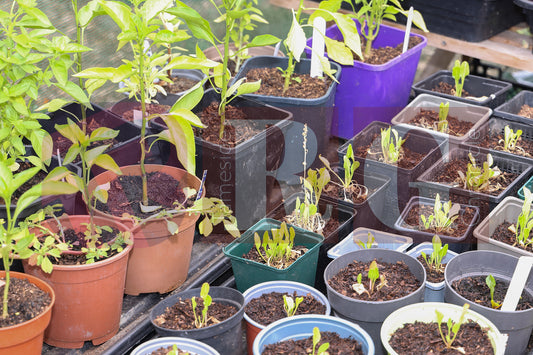 BLOOM FUN DAY HYDE (22).JPG