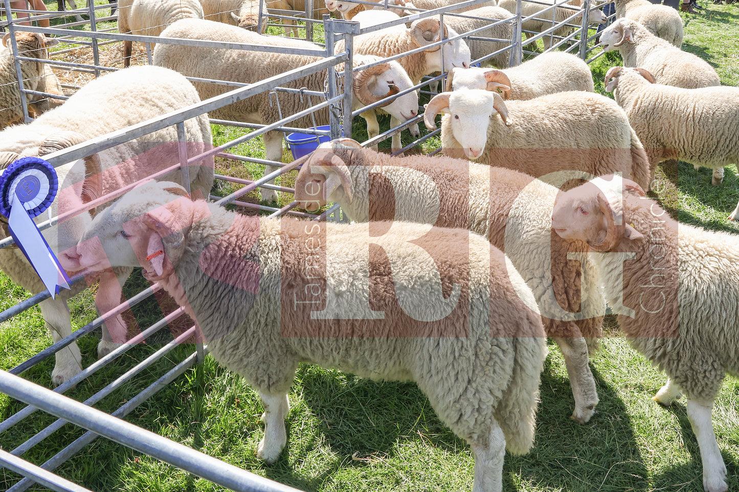 MOTTRAM SHOW  2025 (37).JPG