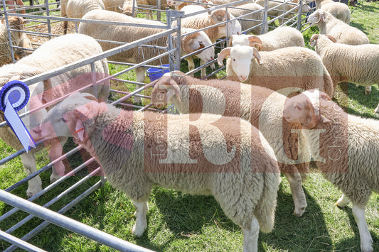 MOTTRAM SHOW  2025 (37).JPG