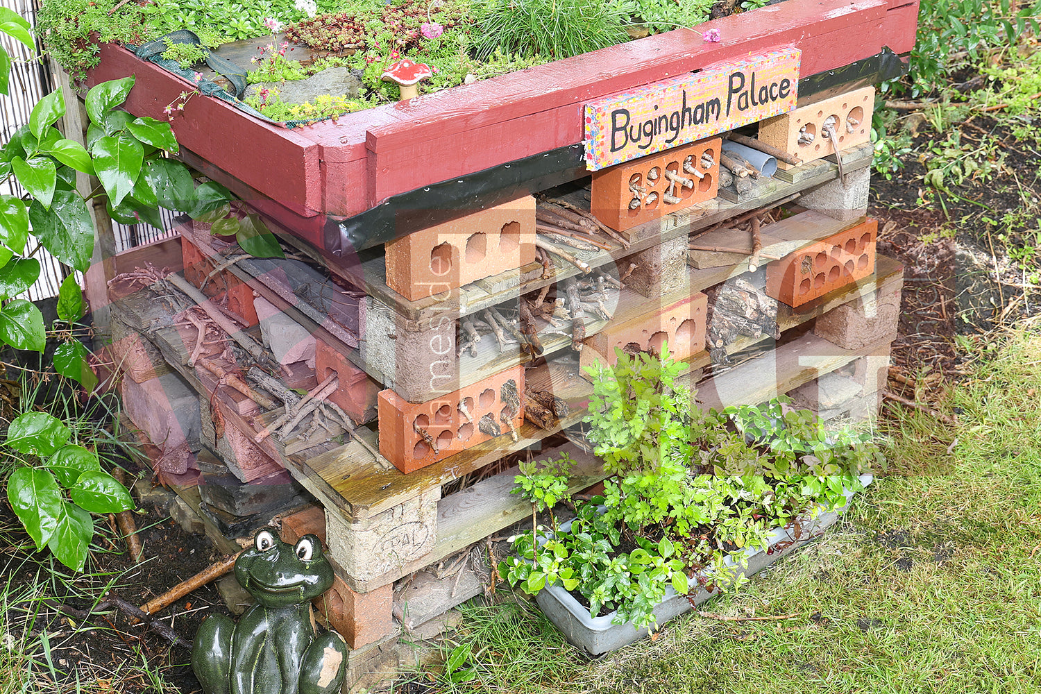 ST GABRIEL'S COMMUNITY GARDEN ASHTON (83).JPG