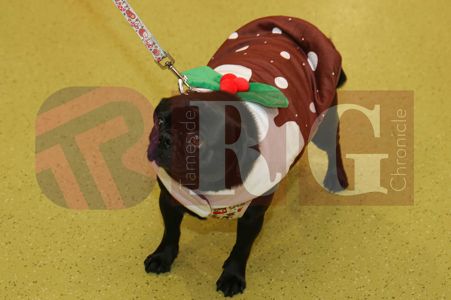 DOG TRUST DENTON XMAS (57).JPG