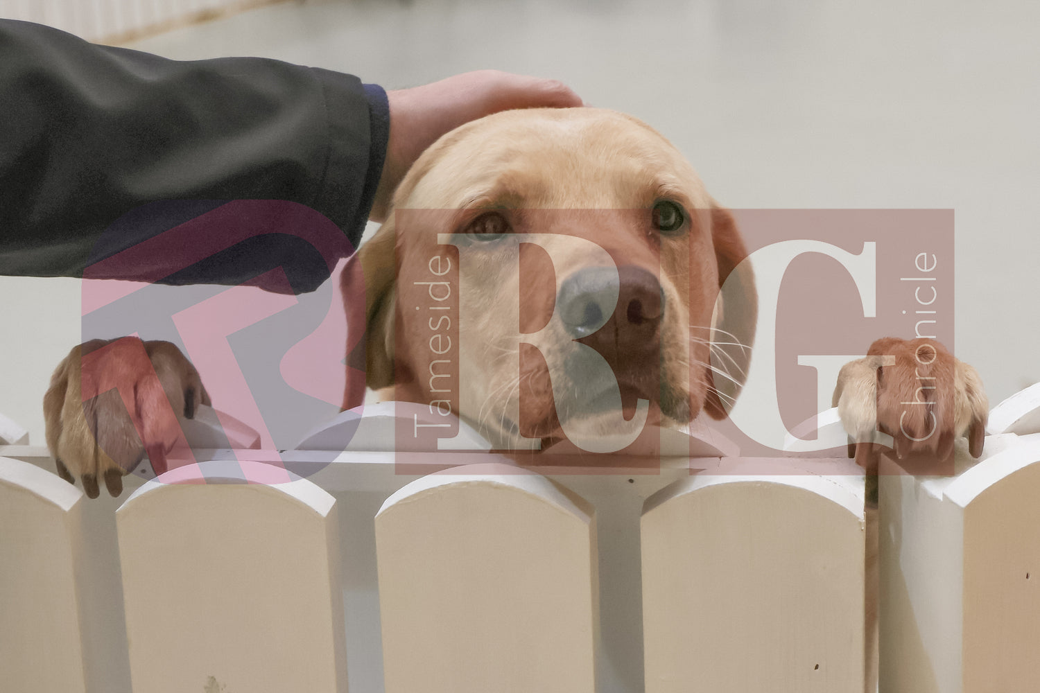 DOG TRUST DENTON JUMPER EVENT (7).JPG