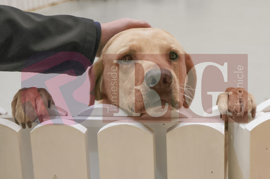 DOG TRUST DENTON JUMPER EVENT (7).JPG