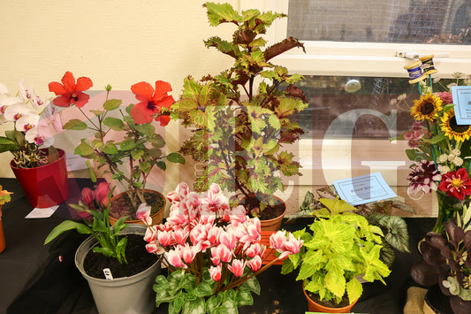TINTWISTLE GARDENERS SHOW (18).JPG
