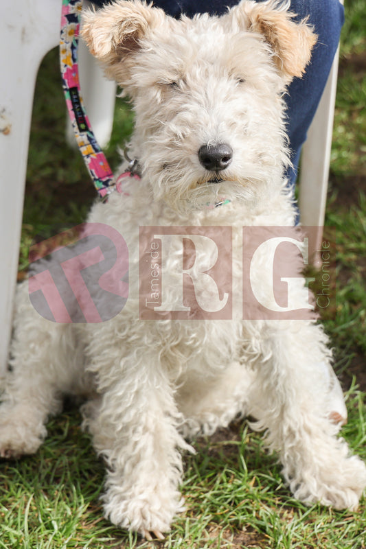 TINTWISTLE GARDENERS SHOW (93).JPG