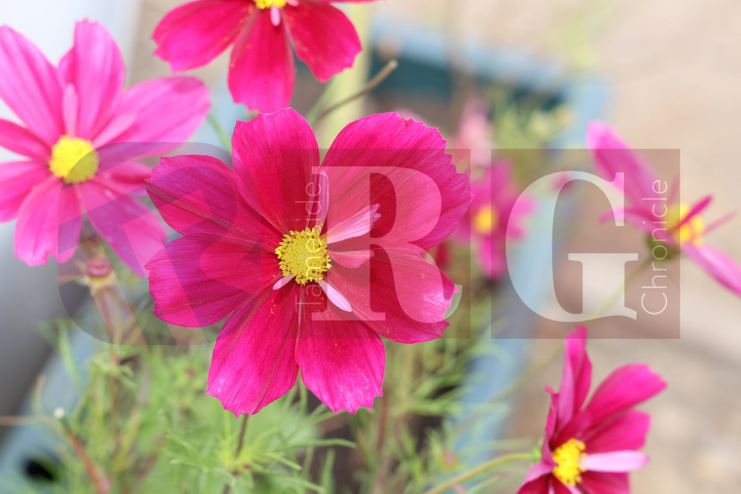 WATERLOO PARK BRITAIN IN BLOOM 2025 (33).JPG