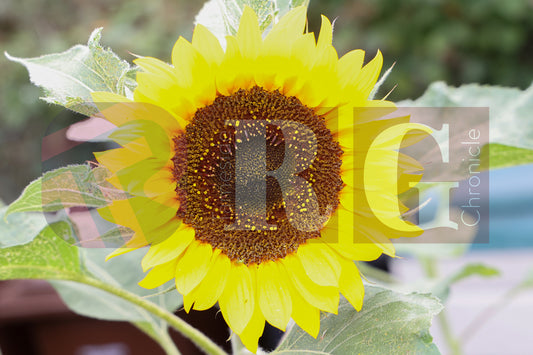 WATERLOO PARK BRITAIN IN BLOOM 2025 (29).JPG