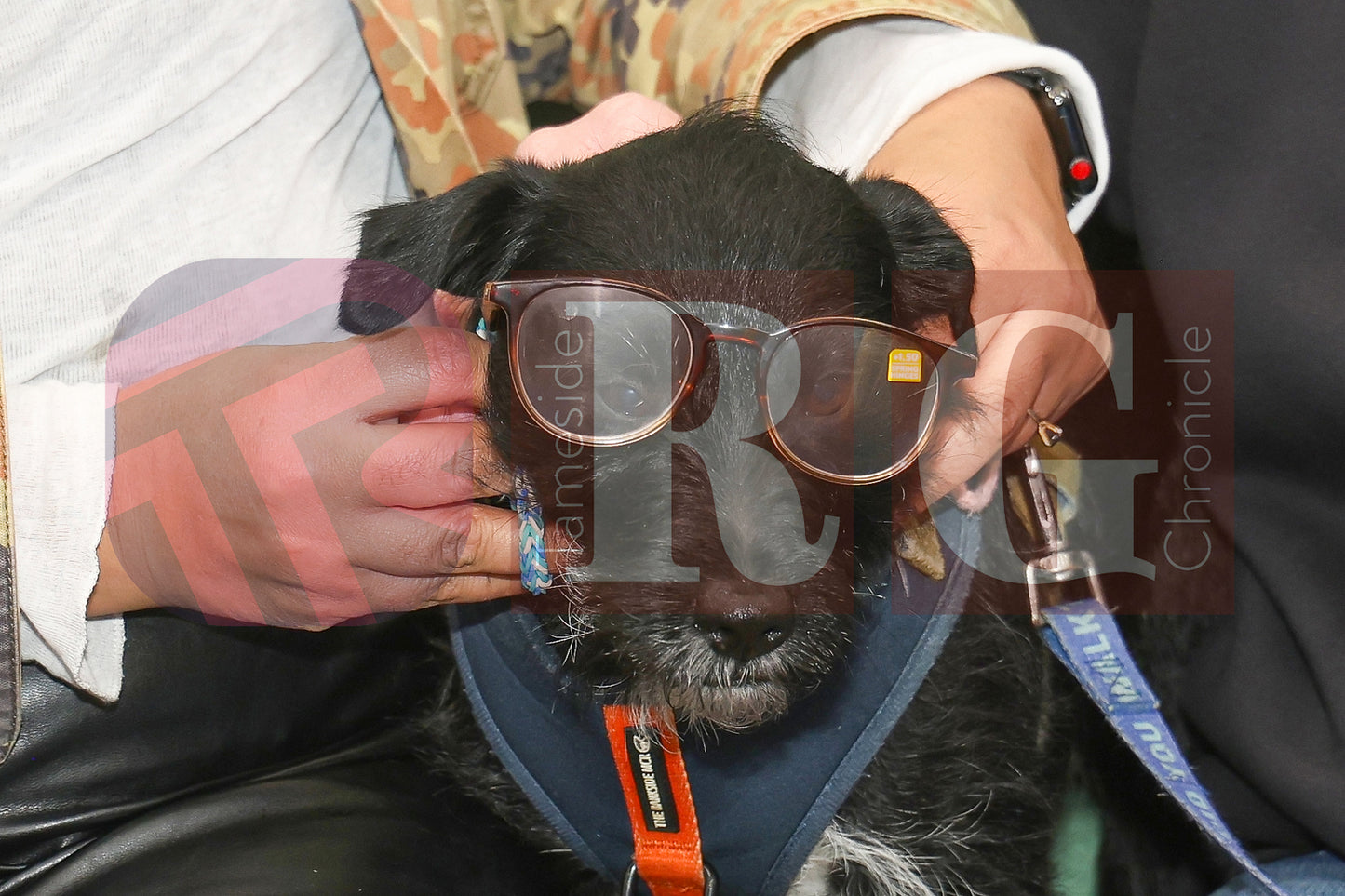 CRIMEWATCHERS DOG SHOW ST MARTINS CHURCH DROYLSDEN  (75).JPG