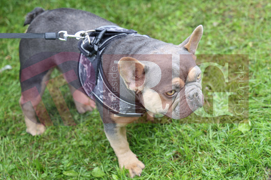 FESTIVAL ON THE GREEN 2025 (45).JPG