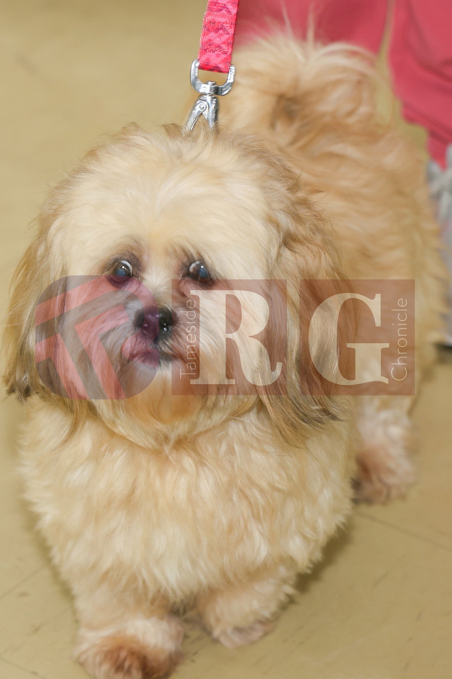 CRIMEWATCHERS DOG SHOW ST MARTINS CHURCH DROYLSDEN  (69).JPG