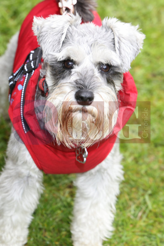 FESTIVAL ON THE GREEN 2025 (68).JPG