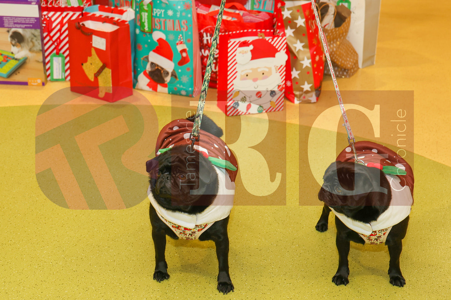 DOG TRUST DENTON XMAS (59).JPG
