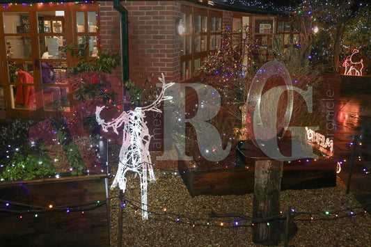 WILLOW WOOD LIGHTS 2024 (10).JPG