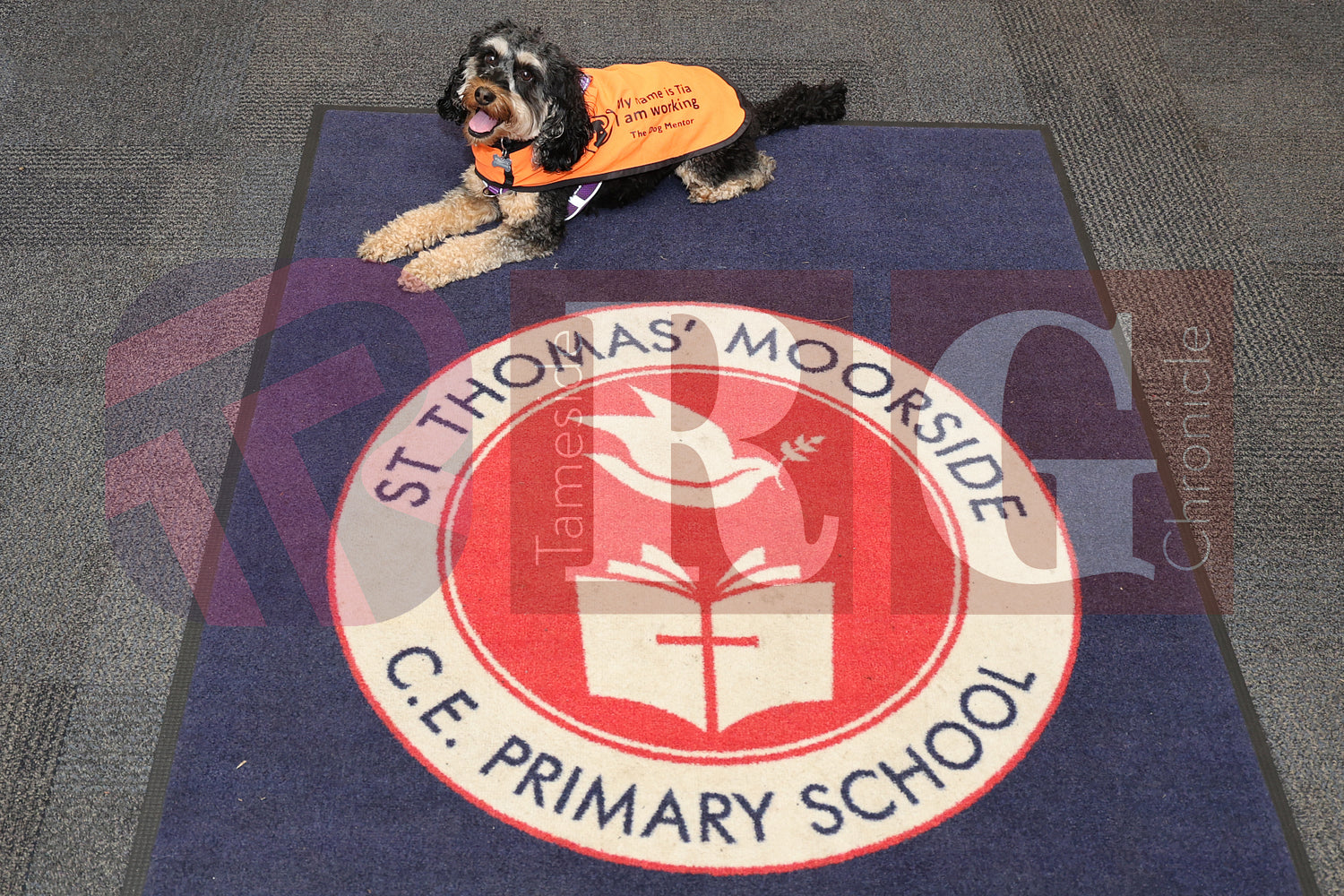 HAVEN ST THOMAS MOORSIDE (11).JPG