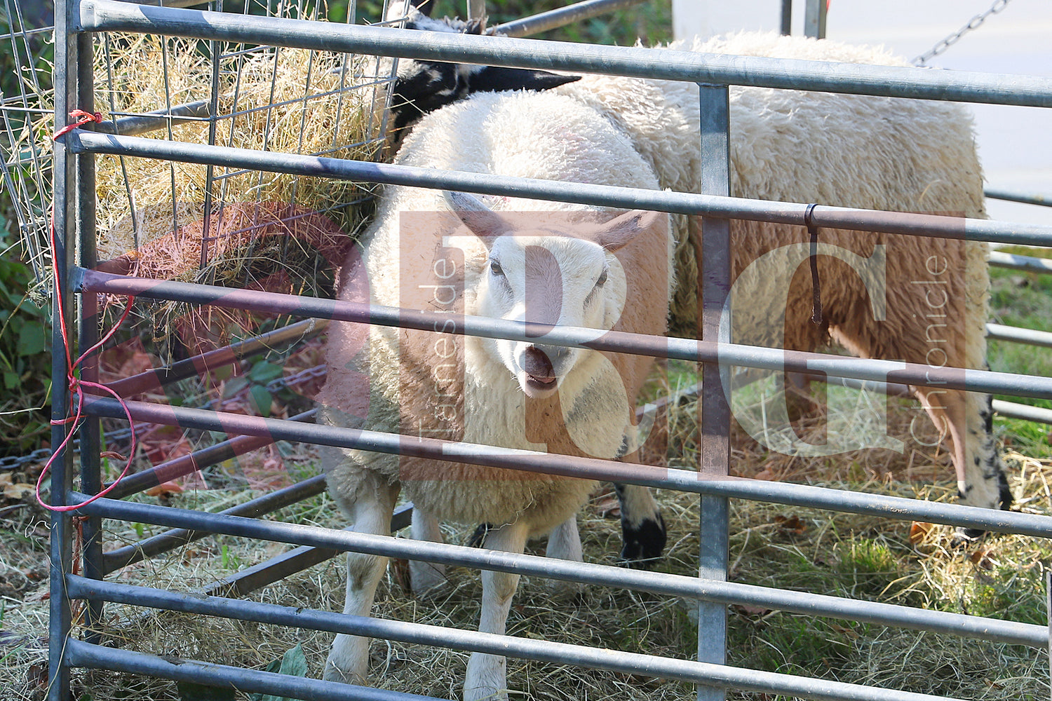 OLD GLOSSOP AUTUMN FETE 2024 (132).JPG