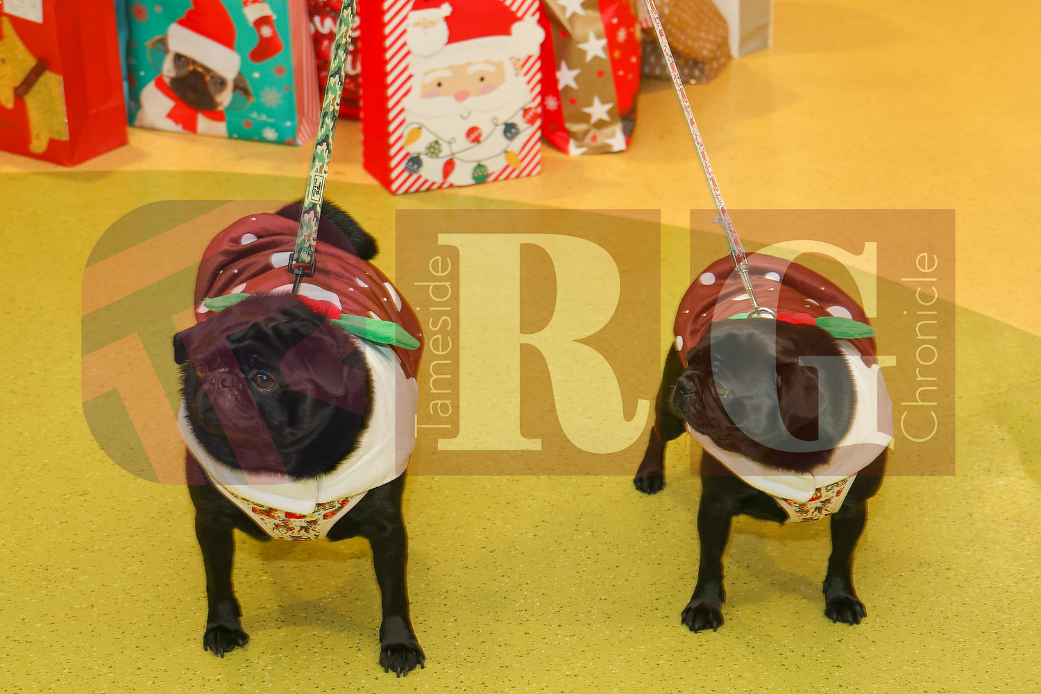 DOG TRUST DENTON XMAS (58).JPG