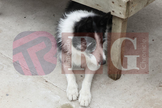 TEXTILE CONNECTIONS CRAFT FAIR LYMEFIELD (39).JPG