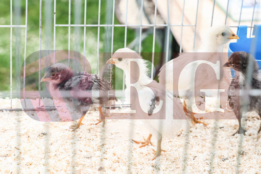 MOTTRAM SHOW  2025 (10).JPG