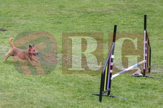 STALYBRIDGE SPRING SHOW (78).JPG