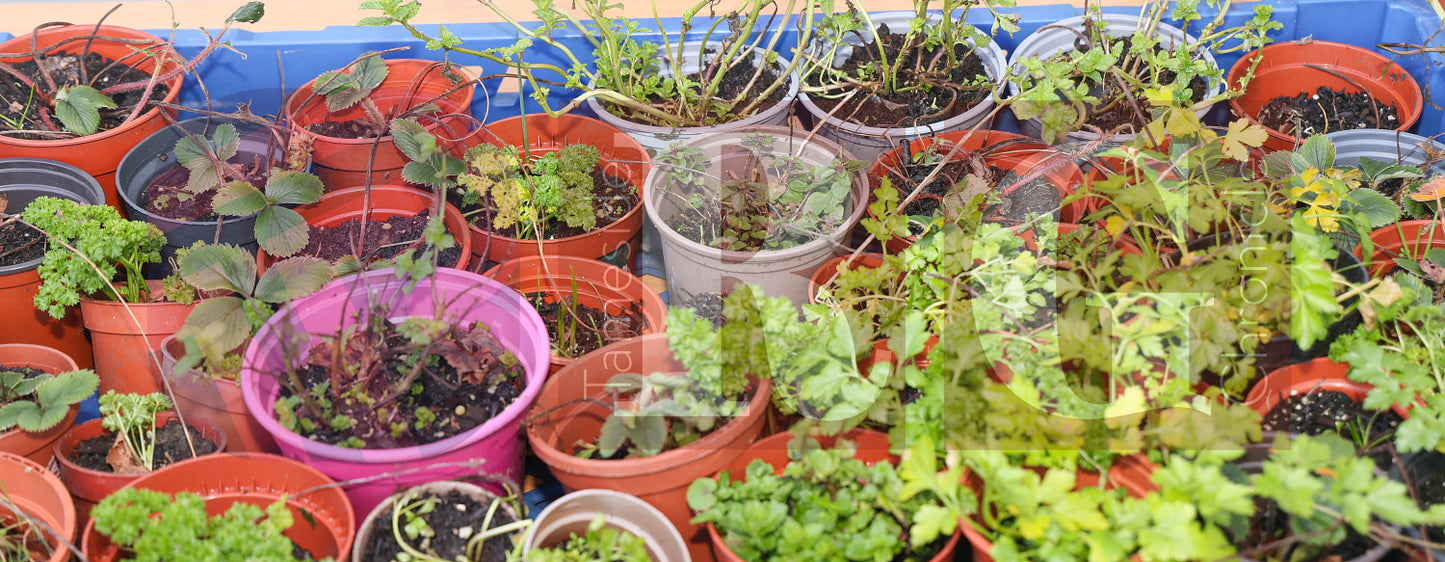 BIG COMMUNITY CULTURAL CELEBRATION RIDGE HILL (48).JPG