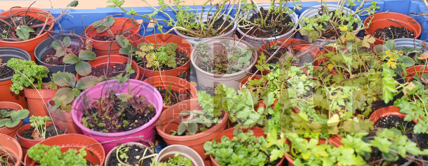 BIG COMMUNITY CULTURAL CELEBRATION RIDGE HILL (48).JPG