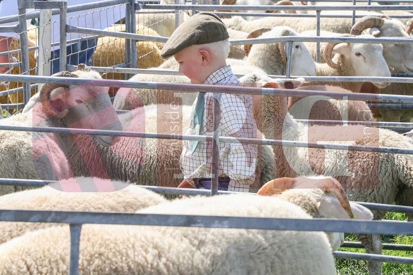MOTTRAM SHOW  2025 (36).JPG