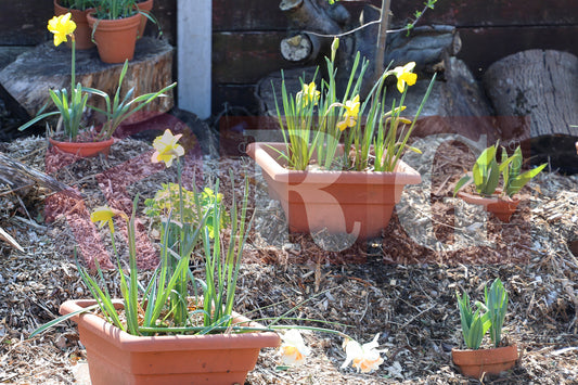 RIDGE HILL COMMUNITY GARDEN (43).JPG