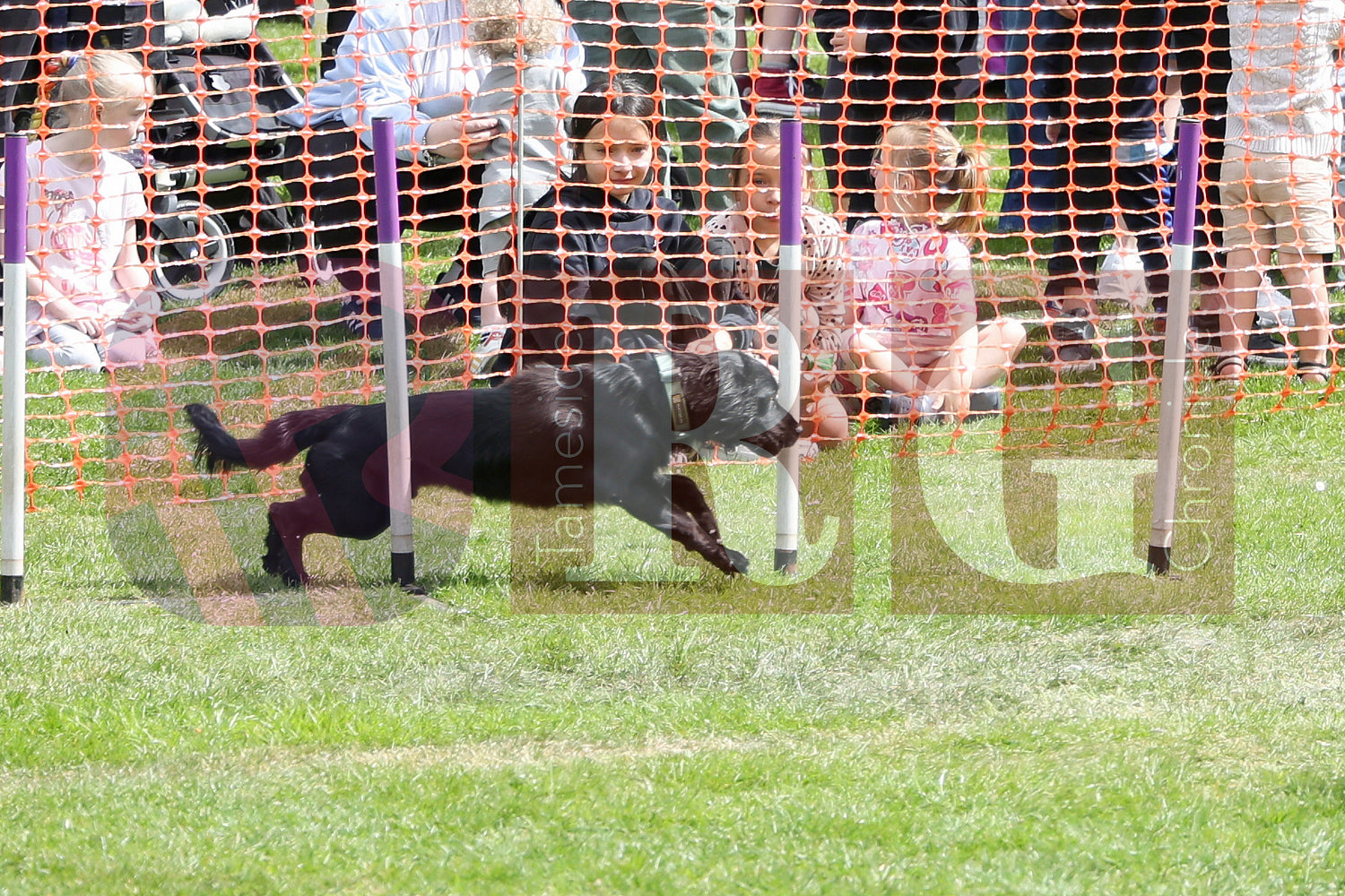 STALYBRIDGE SPRING SHOW (89).JPG
