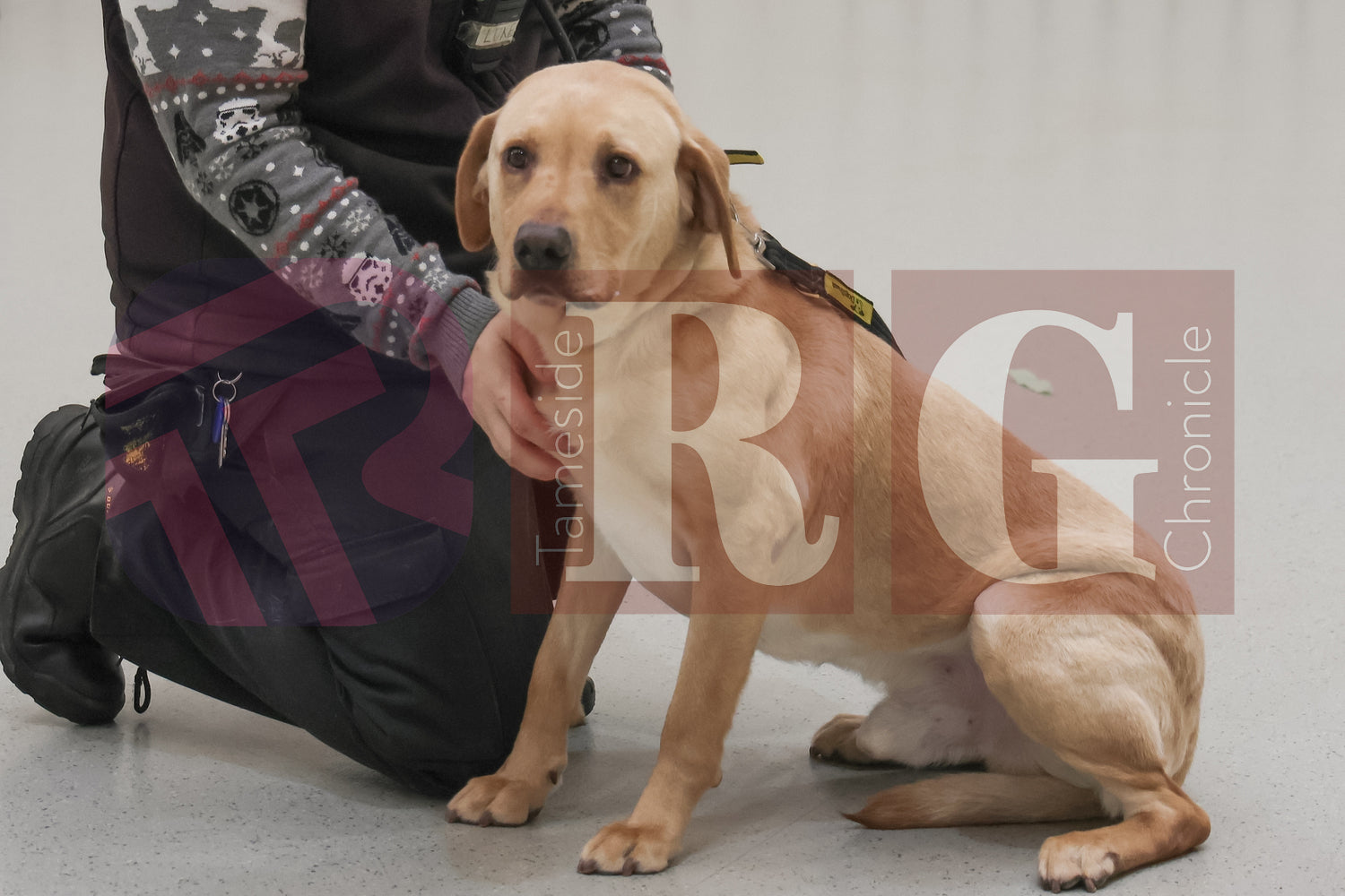 DOG TRUST DENTON JUMPER EVENT (5).JPG
